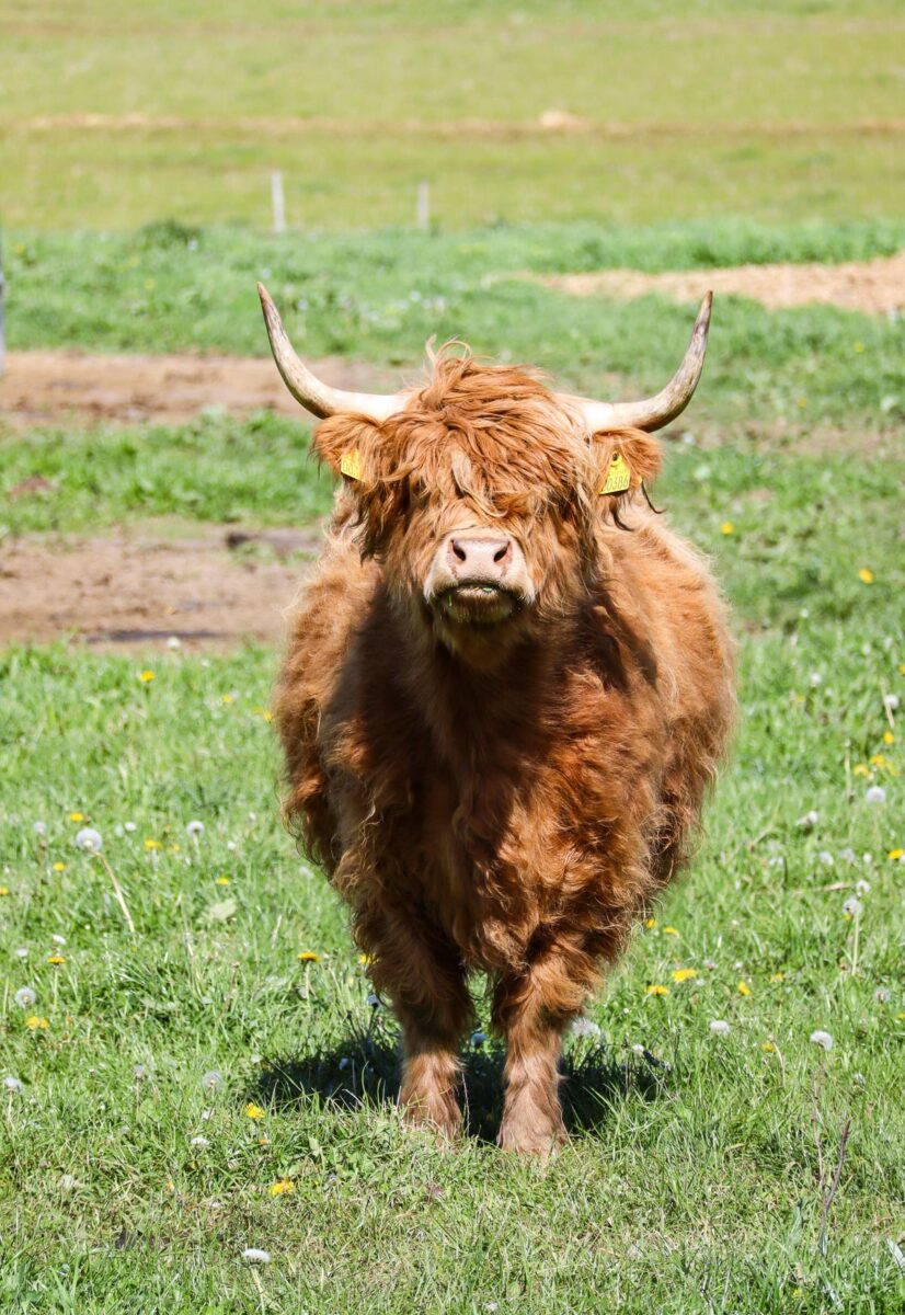 Scottish highlander