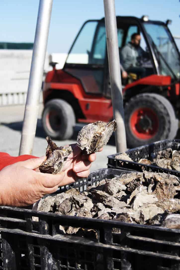 Oysters of Ile de Re
